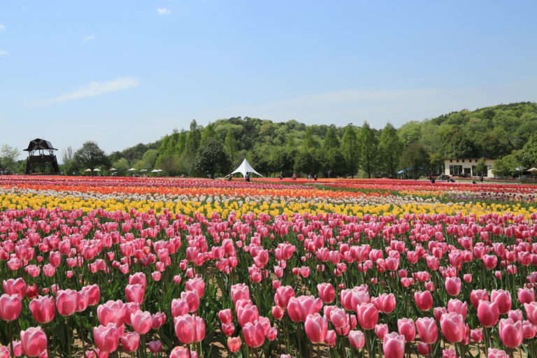 世羅高原農場のチューリップ　（イメージ）