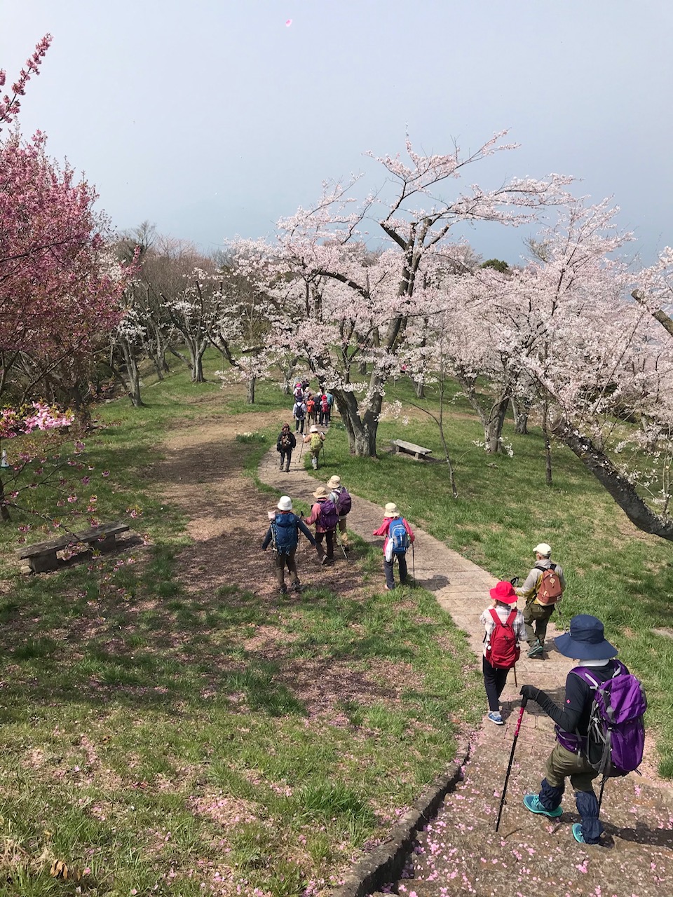 山頂付近を彩る桜（イメージ）
