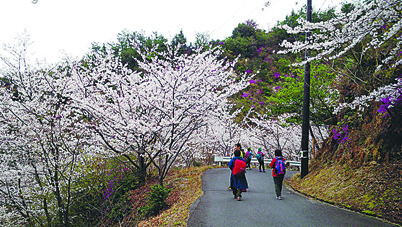 お花見ハイキング（イメージ）