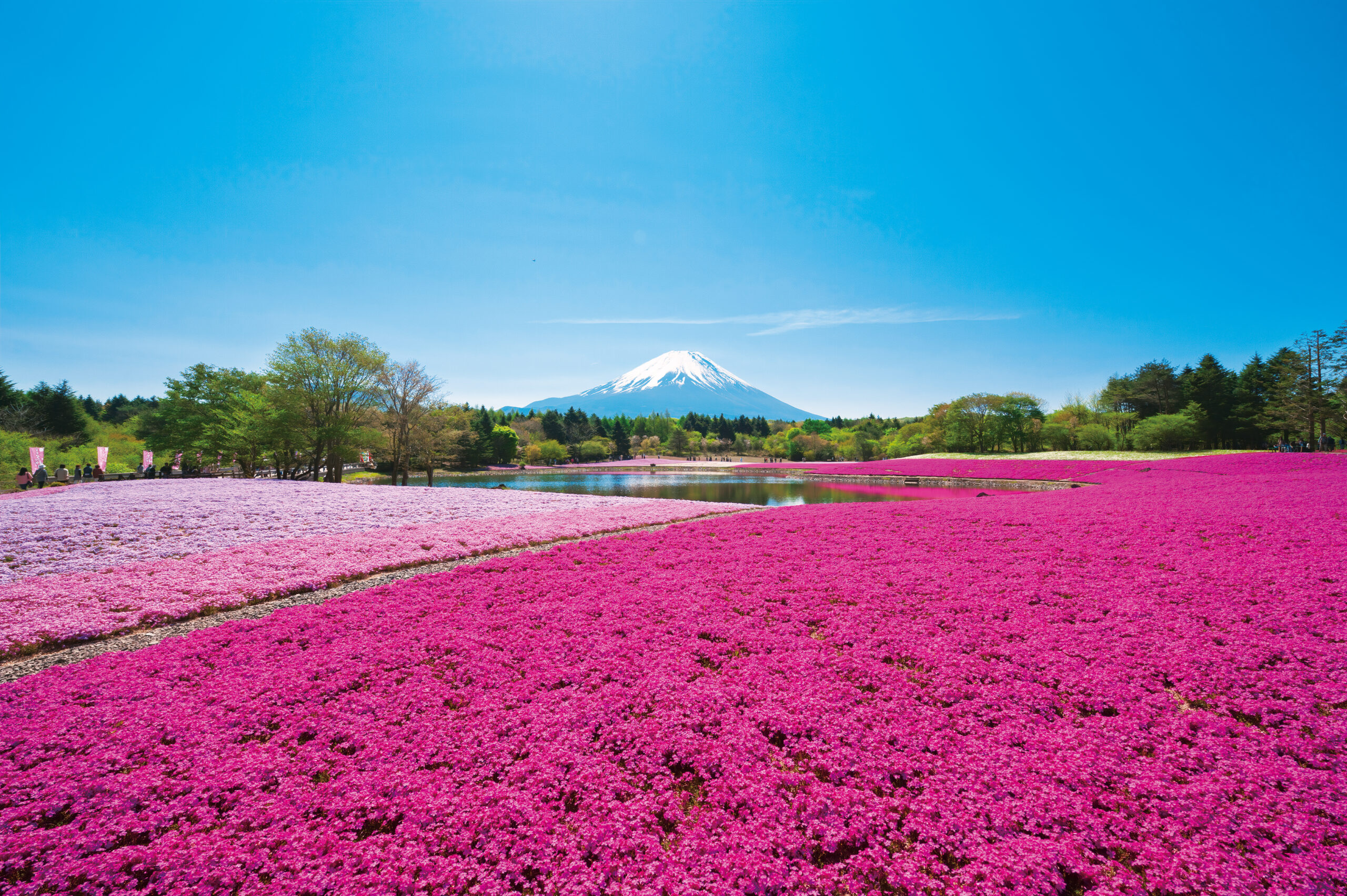 富士芝桜まつり　イメージ