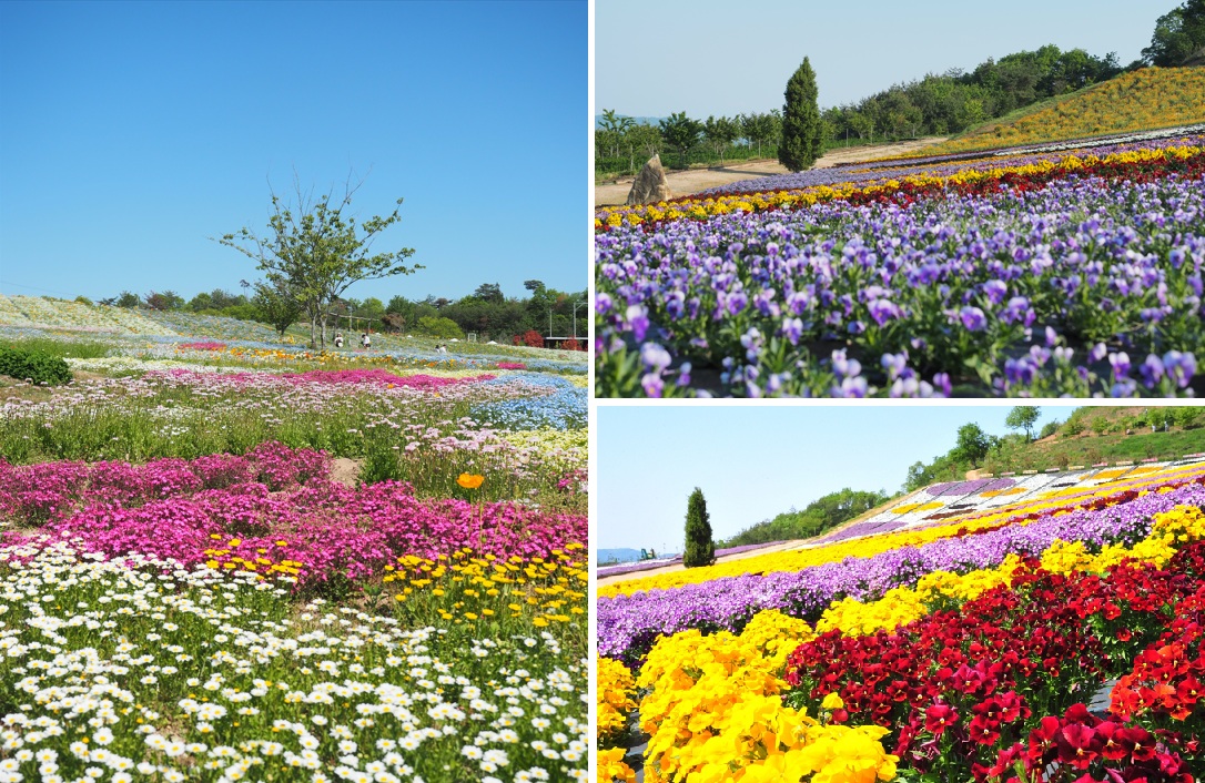 花の駅せら　春の花々　イメージ