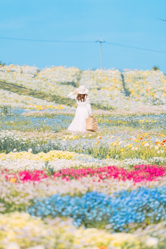 花の駅せら　白いネモフィラ©yukkey(Takayuki Yoshikawa)　（イメージ）