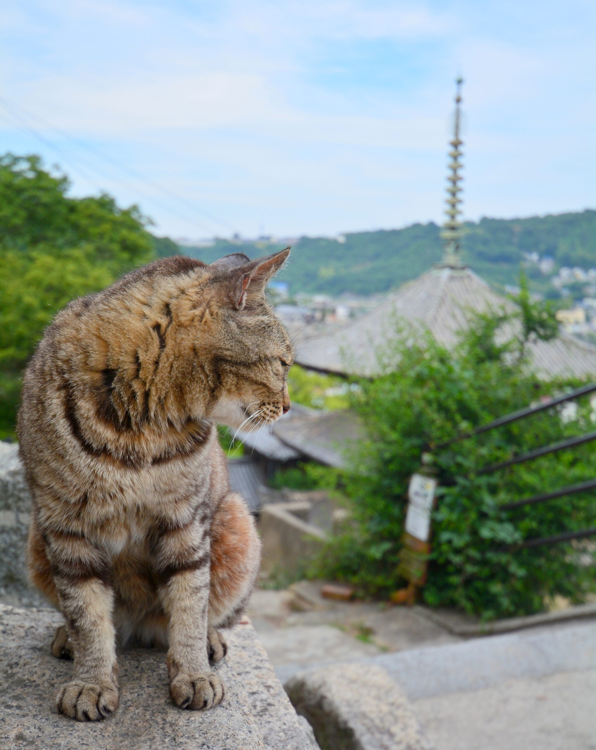 尾道：ねこのいる風景（画像提供：尾道観光協会）