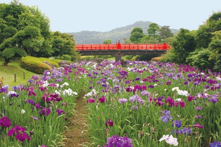 南楽園　花菖蒲（イメージ）