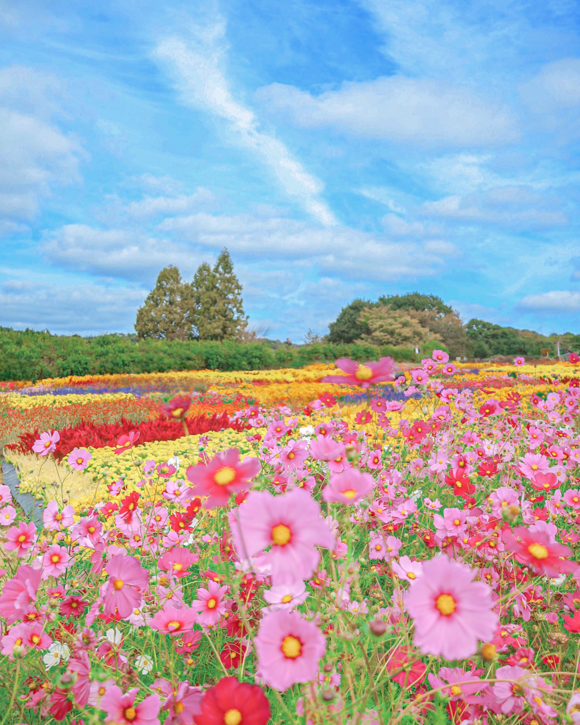 Flower village 花夢の里 コスモス　パッチワークの花畑　イメージ