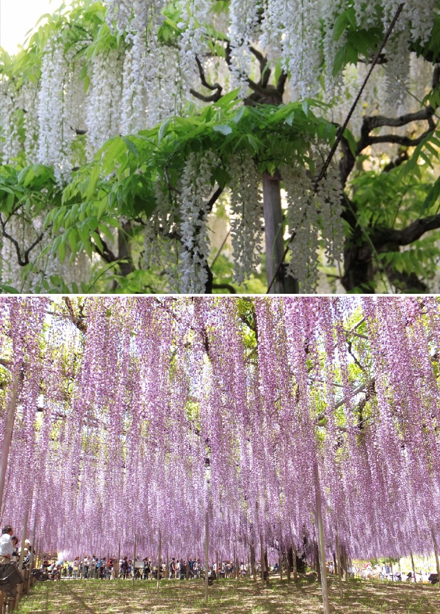 あしかがパークの藤　イメージ