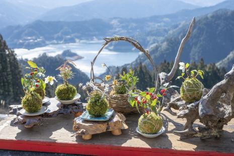 山野草の苔盆栽　イメージ